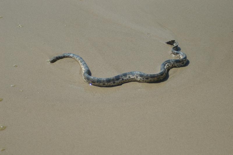 Elegant_Sea_Snake__Hydrophis_elegans__009.jpg