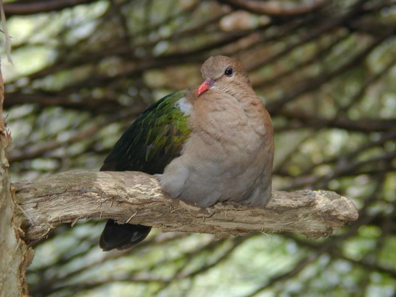 Emerald_Dove__Chalcophaps_indica__002.jpg