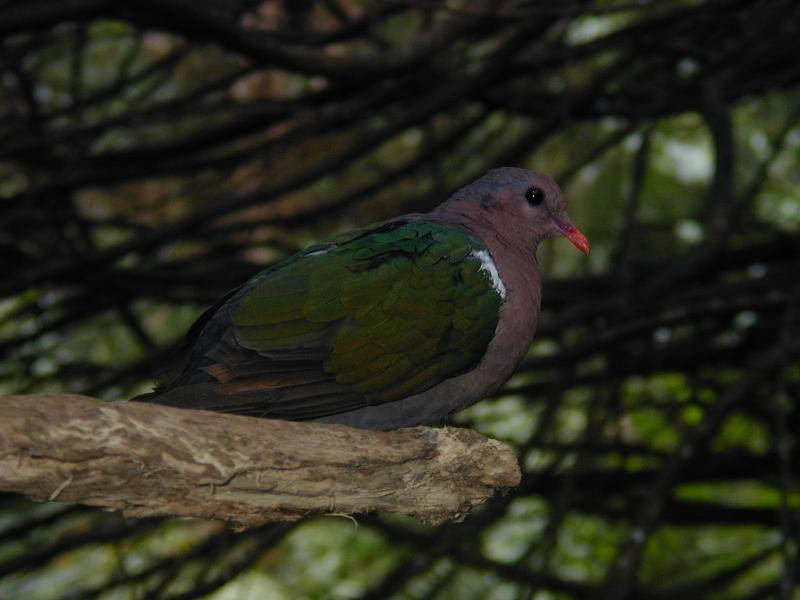 Emerald_Dove__Chalcophaps_indica__003.jpg