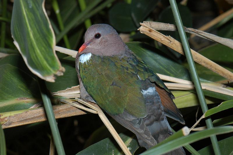 Emerald_Dove__Chalcophaps_indica__004.jpg