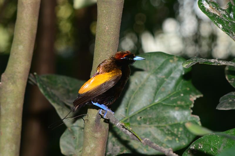 Emperor_bird-of-paradise__Paradisaea_guilielmi__001.jpg