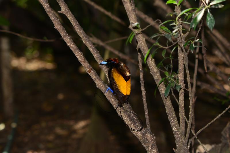 Emperor_bird-of-paradise__Paradisaea_guilielmi__002.jpg