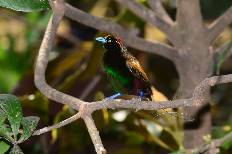 Emperor_bird-of-paradise__Paradisaea_guilielmi__003.jpg