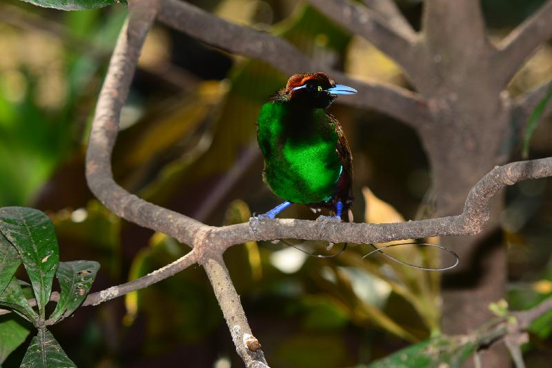 Emperor_bird-of-paradise__Paradisaea_guilielmi__004.jpg