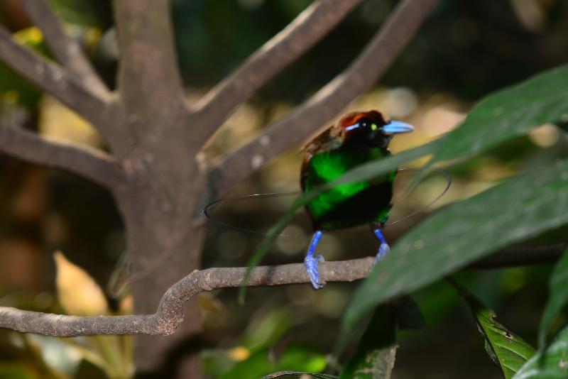 Emperor_bird-of-paradise__Paradisaea_guilielmi__005.jpg