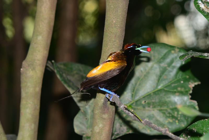 Emperor_bird-of-paradise__Paradisaea_guilielmi__006.jpg