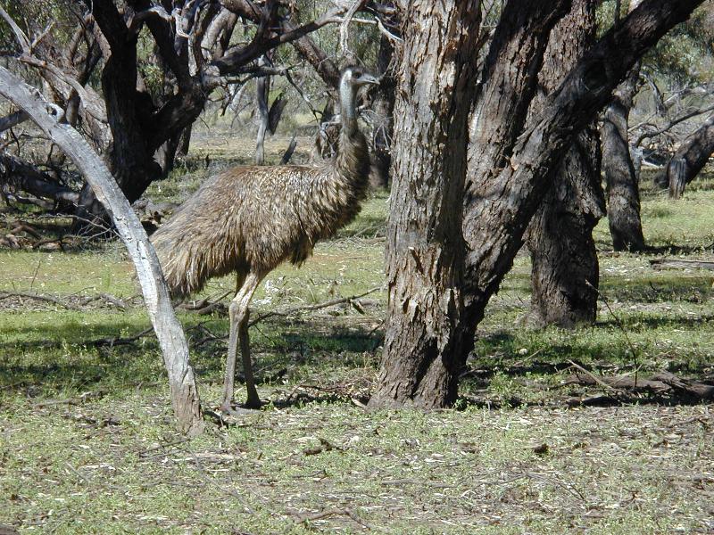 Emu__Dromaius_novaehollandiae__001.jpg