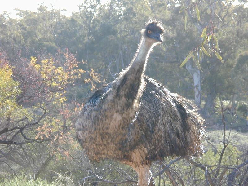 Emu__Dromaius_novaehollandiae__002.jpg