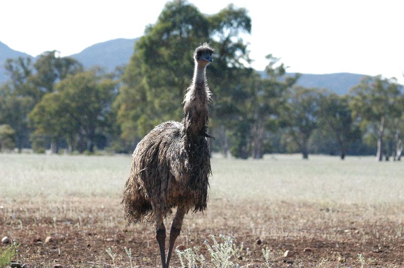 Emu__Dromaius_novaehollandiae__005.jpg