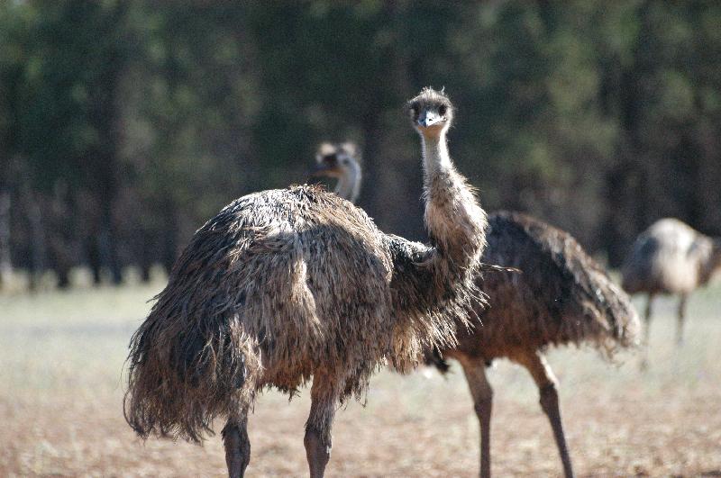 Emu__Dromaius_novaehollandiae__006.jpg