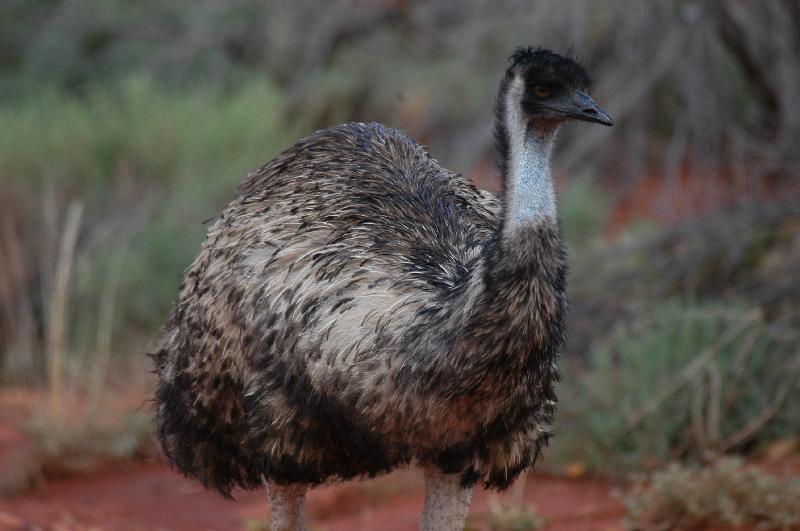 Emu__Dromaius_novaehollandiae__008.jpg