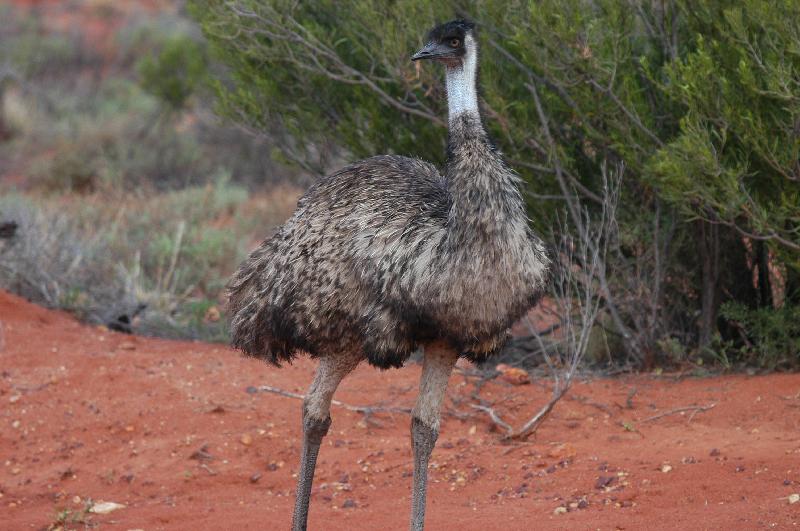 Emu__Dromaius_novaehollandiae__009.jpg