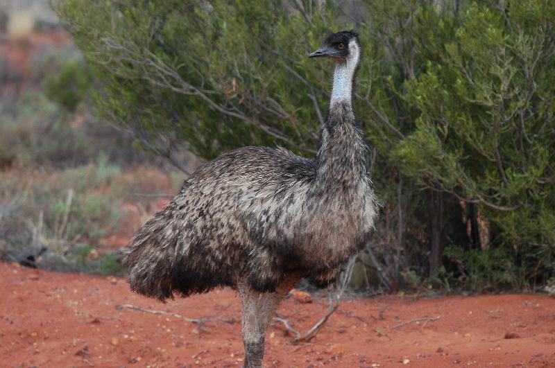 Emu__Dromaius_novaehollandiae__010.jpg