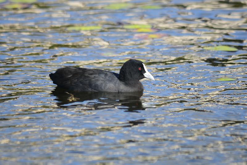 Eurasian_Coot__Fulica_atra__001.jpg