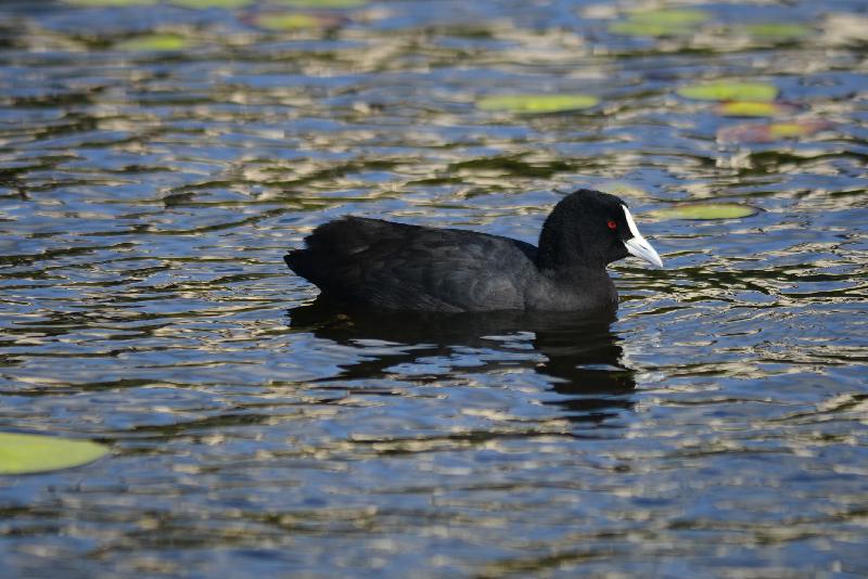 Eurasian_Coot__Fulica_atra__002.jpg