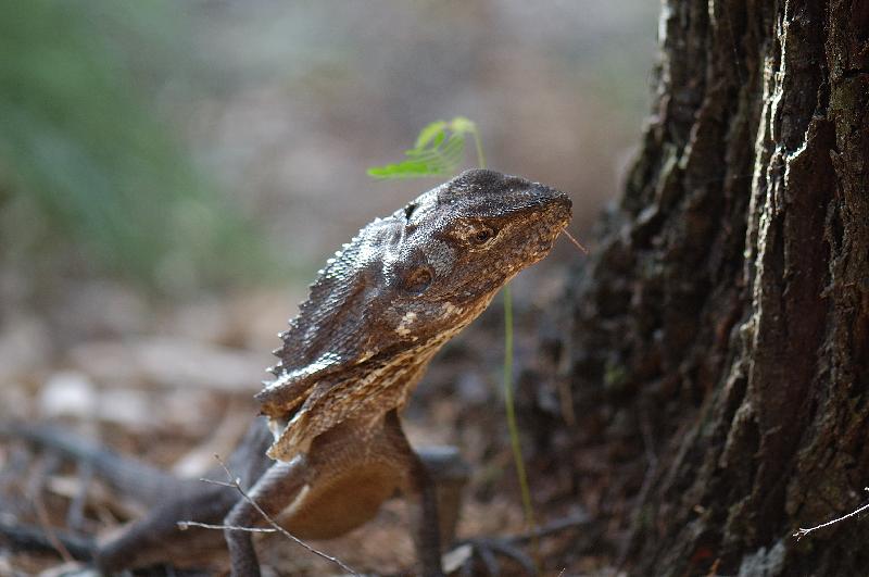 Frill-Necked_Dragon__Chlamydosaurus_kingii__006.jpg