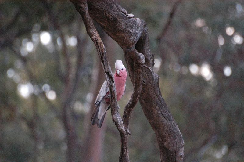 Galah__Eolophus_roseicapillus__004.jpg