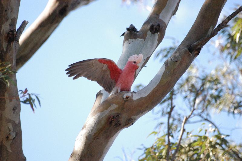 Galah__Eolophus_roseicapillus__005.jpg