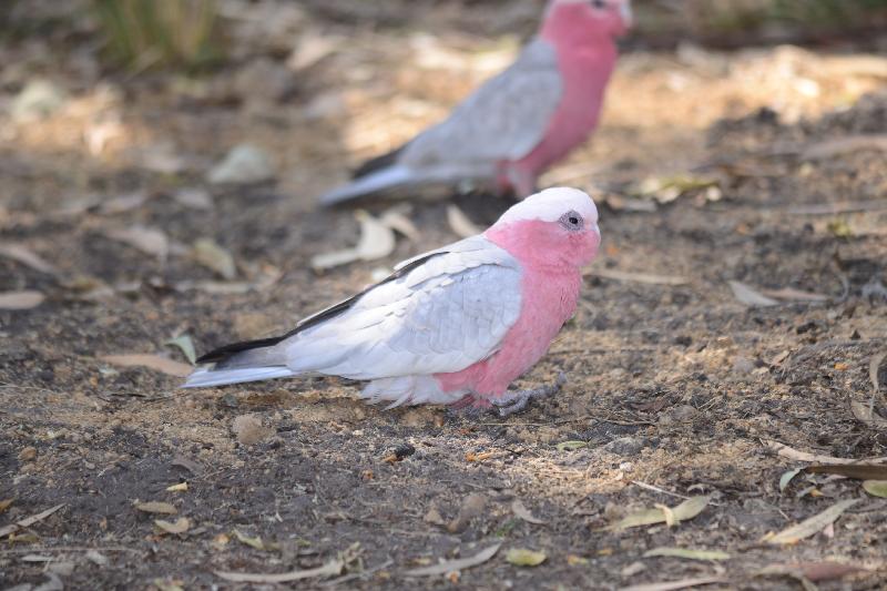 Galah__Eolophus_roseicapillus__008.jpg