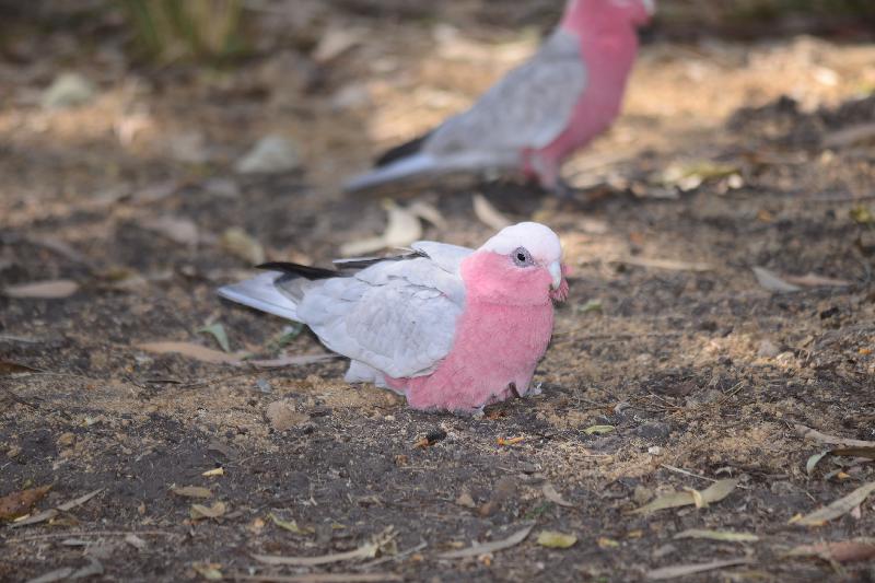 Galah__Eolophus_roseicapillus__011.jpg