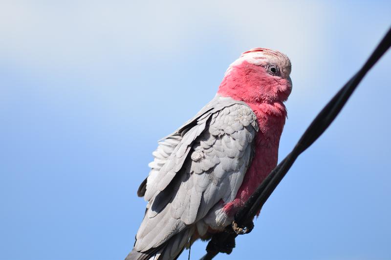 Galah__Eolophus_roseicapillus__012.jpg