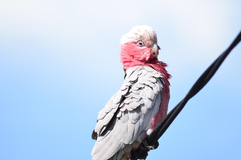 Galah__Eolophus_roseicapillus__014.jpg