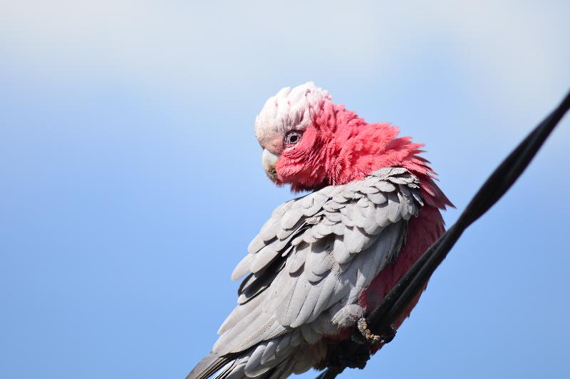 Galah__Eolophus_roseicapillus__015.jpg