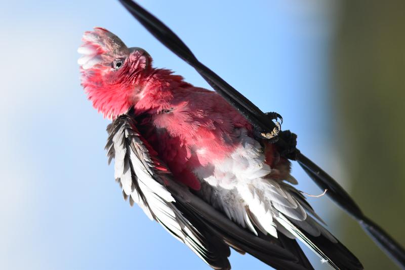 Galah__Eolophus_roseicapillus__016.jpg