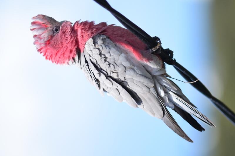 Galah__Eolophus_roseicapillus__017.jpg