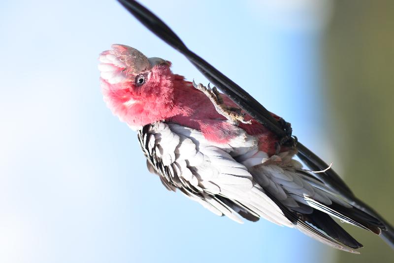 Galah__Eolophus_roseicapillus__018.jpg