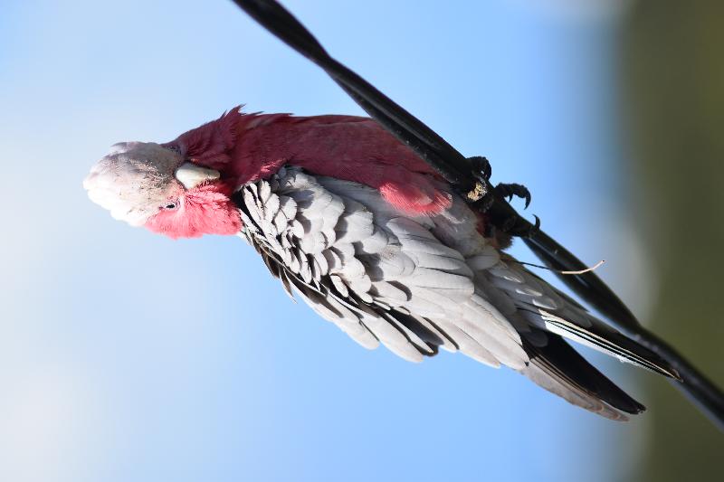 Galah__Eolophus_roseicapillus__019.jpg