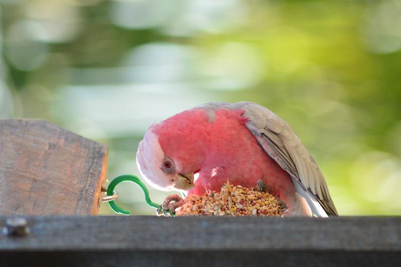 Galah__Eolophus_roseicapillus__020.jpg