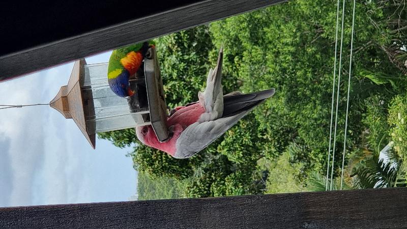 Galah__Eolophus_roseicapillus__023.jpg