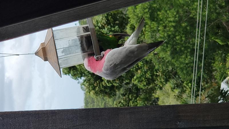 Galah__Eolophus_roseicapillus__024.jpg