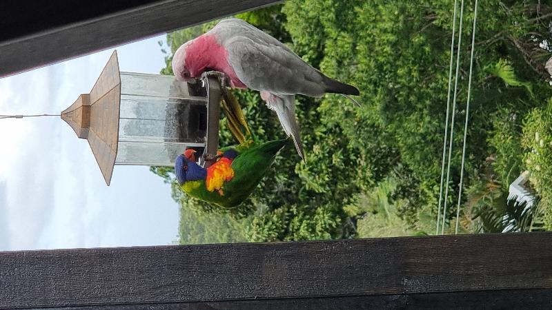 Galah__Eolophus_roseicapillus__025.jpg