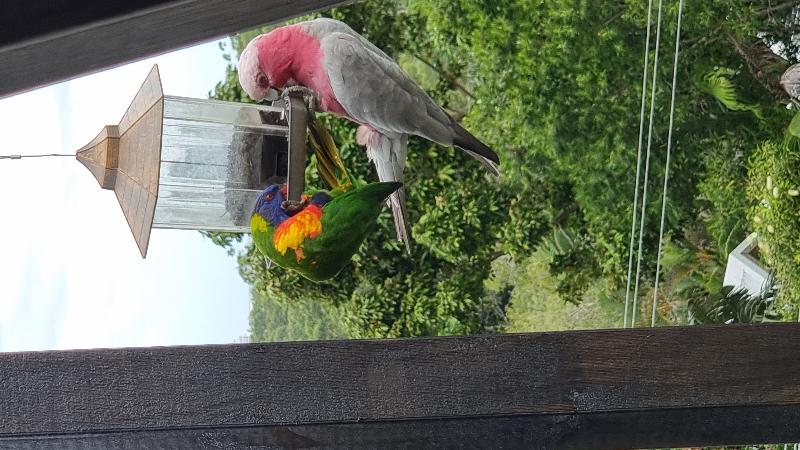 Galah__Eolophus_roseicapillus__027.jpg