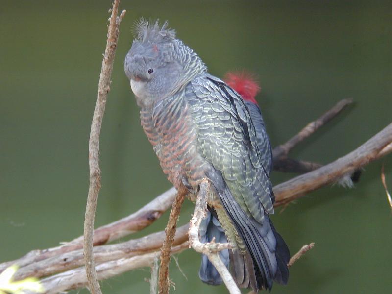 Gang-gang_Cockatoo__Callocephalon_fimbriatum__001.jpg