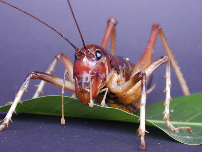 Giant_King_Cricket___Anostostoma_australasiae___001.jpg