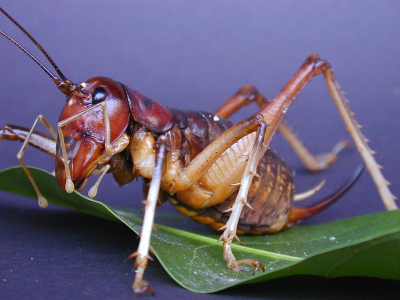 Giant_King_Cricket___Anostostoma_australasiae___002.jpg