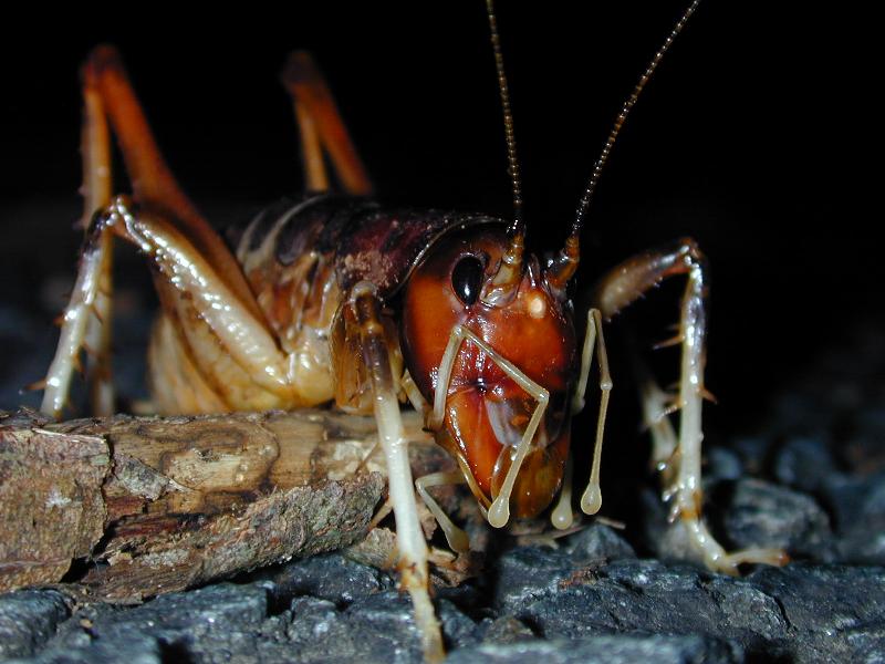 Giant_King_Cricket___Anostostoma_australasiae___003.jpg