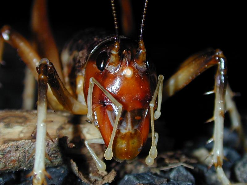 Giant_King_Cricket___Anostostoma_australasiae___004.jpg