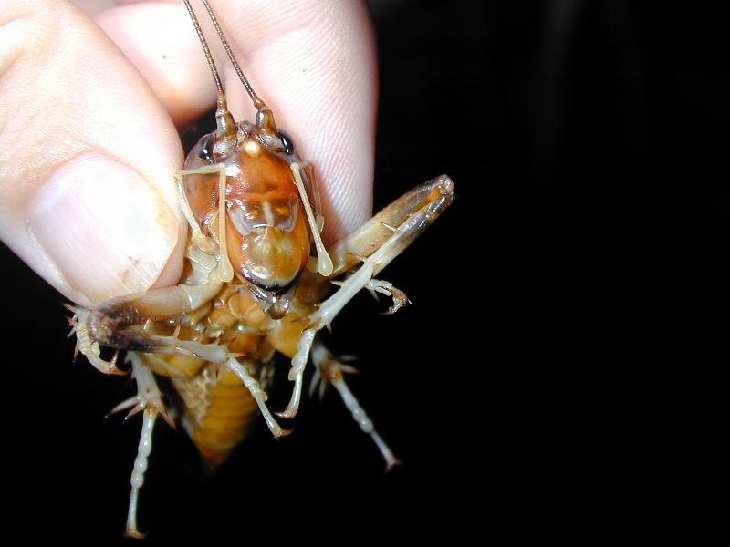 Giant_King_Cricket___Anostostoma_australasiae___005.jpg