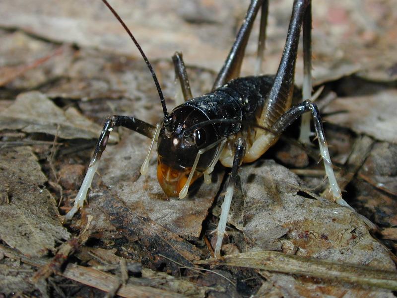 Giant_King_Cricket___Anostostoma_australasiae___006.jpg