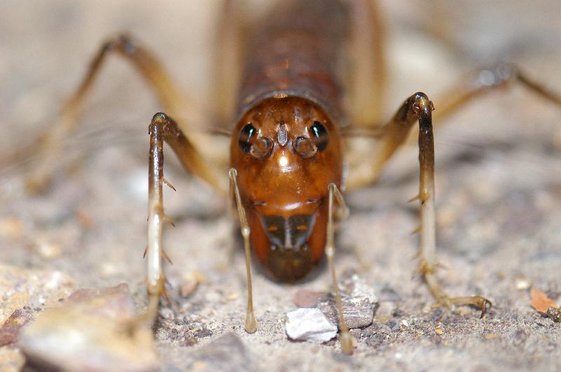 Giant_King_Cricket___Anostostoma_australasiae___007.jpg