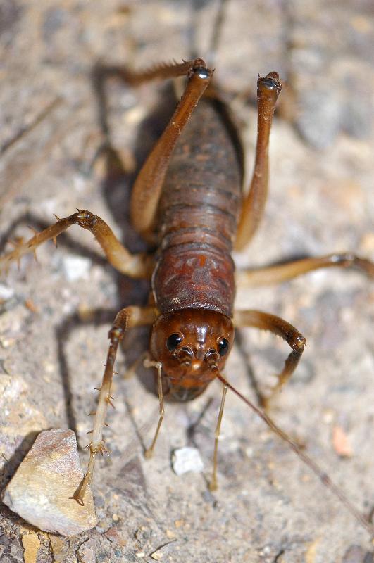 Giant_King_Cricket___Anostostoma_australasiae___008.jpg