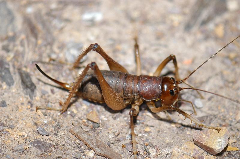 Giant_King_Cricket___Anostostoma_australasiae___009.jpg