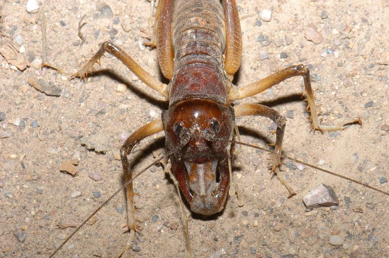 Giant_King_Cricket___Anostostoma_australasiae___010.jpg