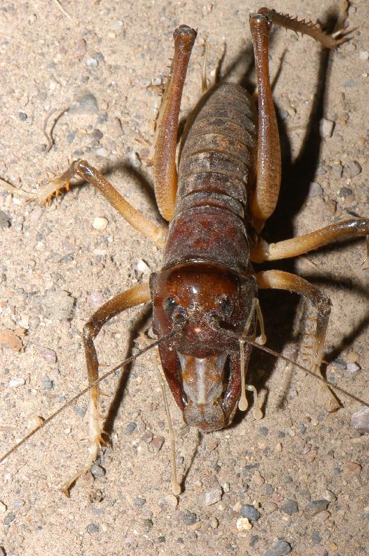 Giant_King_Cricket___Anostostoma_australasiae___011.jpg