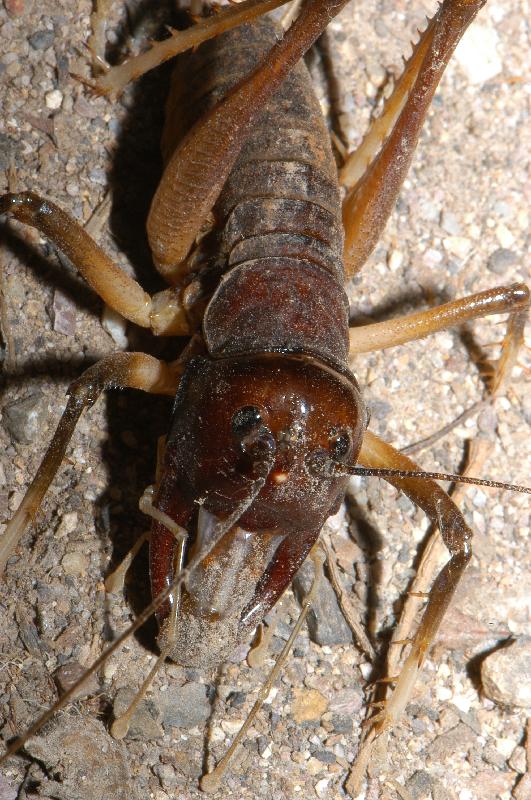 Giant_King_Cricket___Anostostoma_australasiae___012.jpg