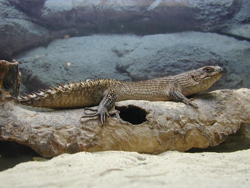 Gidgee_Skink__Egernia_stokesii__001.jpg